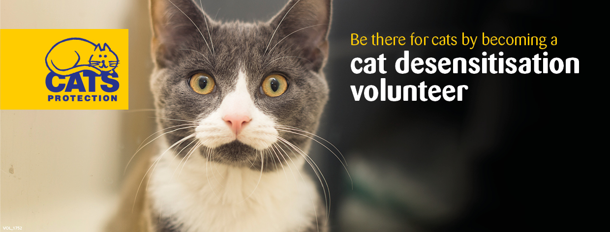 Cat Socialiser Cat Socialiser